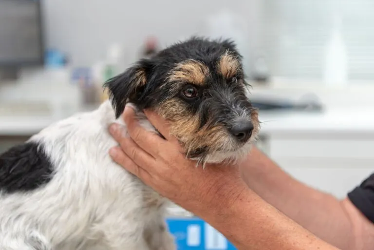 Hyperthyroidism in dogs affects almost all of their organs
