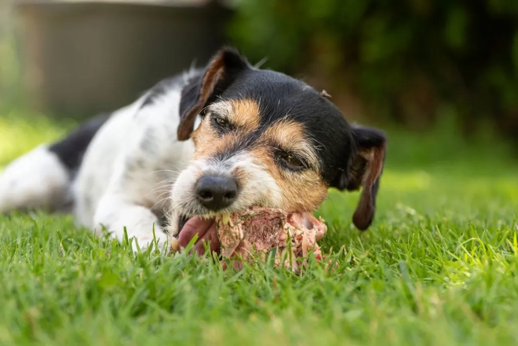 Hyperthyroidism happens when the dog's thyroid gland releases too many hormones