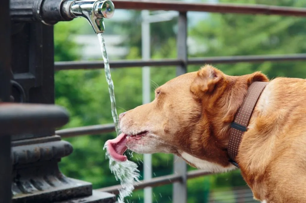 Thyroid gland hyperfunction is rarer in dogs than hypofunction