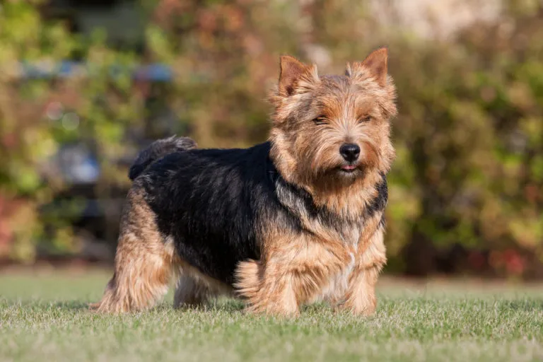 Portrait of nice norwich terrier in a sunny dat at the park