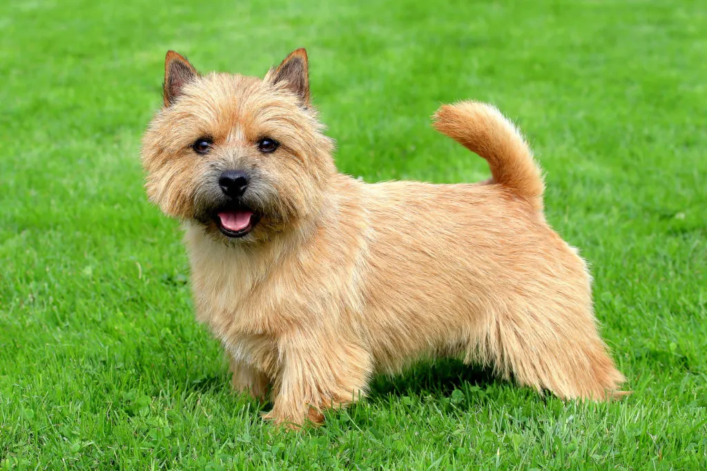 Norwich Terriers are usually satisfied with with short rounds