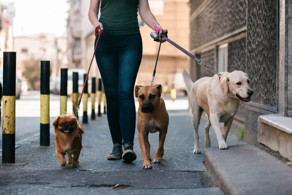 If you want to become a dog walker, check local council regulations for any requirements