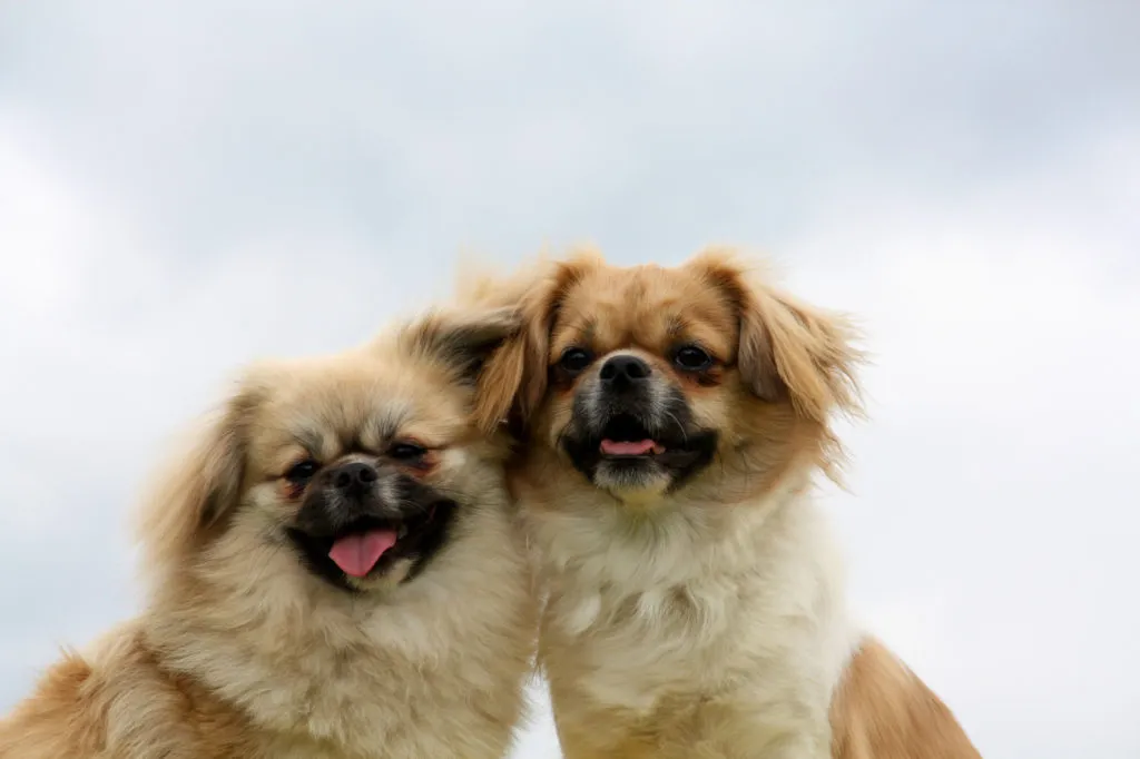 The Tibetan Spaniel's smooth hair requires minimal care