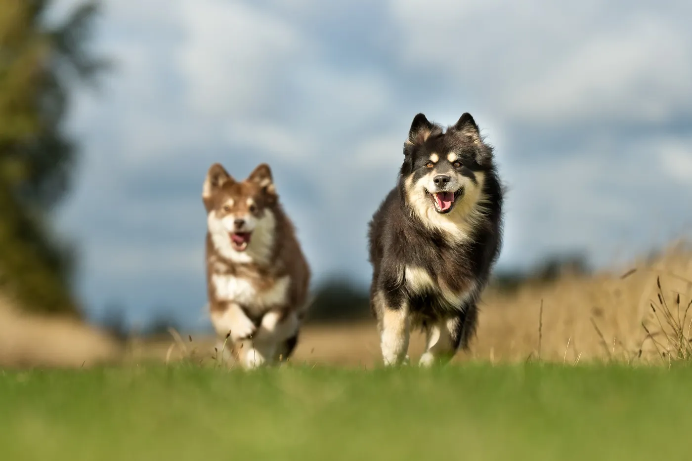 The Finnish Lapphund has a dense, medium-length coat that protects it against the cold