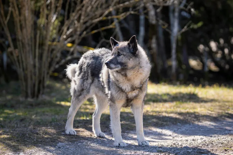 The Grey Norwegian Elkhound carries its Nordic history in every strand