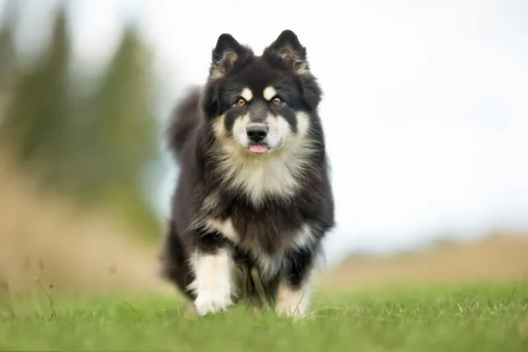 The Finnish Lapphund is generally considered a robust breed
