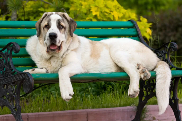 The Spanish Mastiff doesn’t need to prove its power; its presence says it all