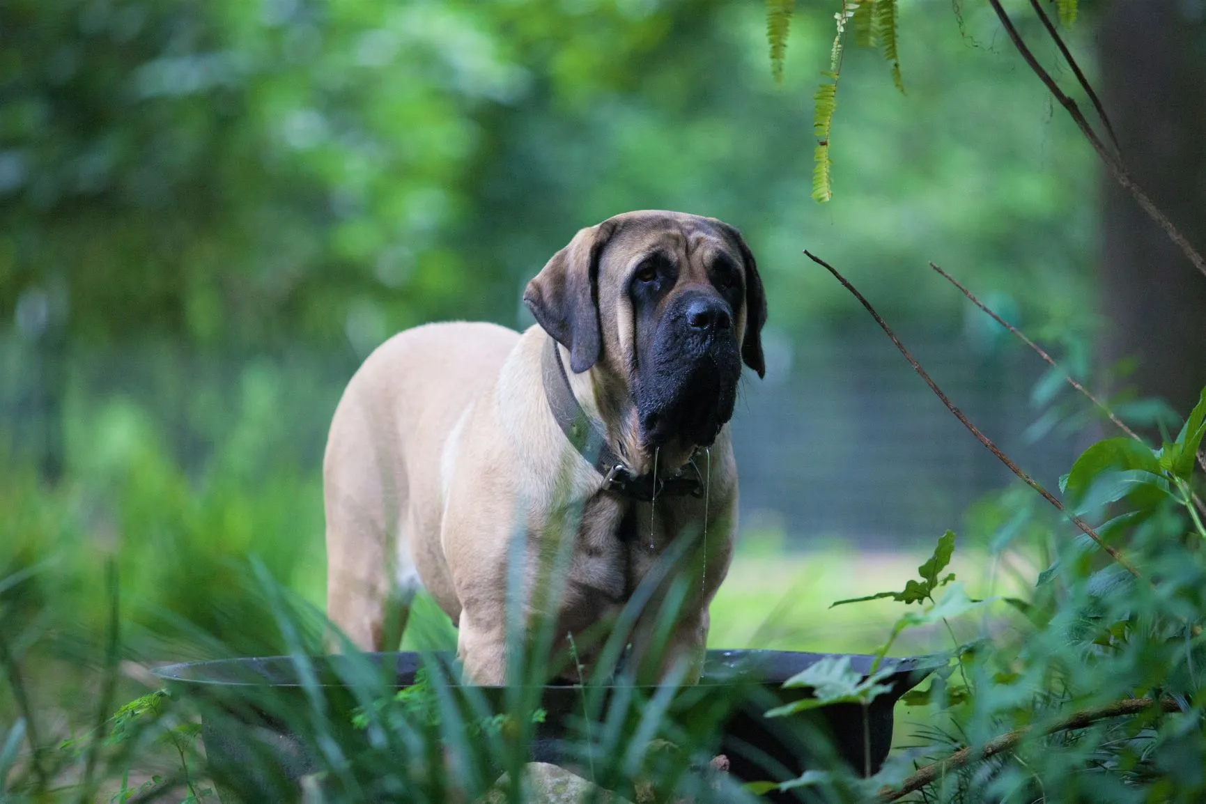 The modern English Mastiff has few combative traits