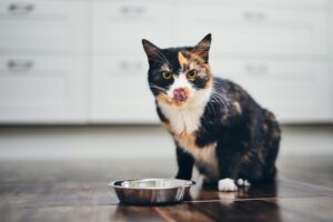 The Right Cat Food for Adult Cats
