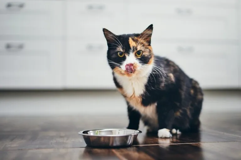 Cat nutrition isn’t just food, it’s the foundation of well-being