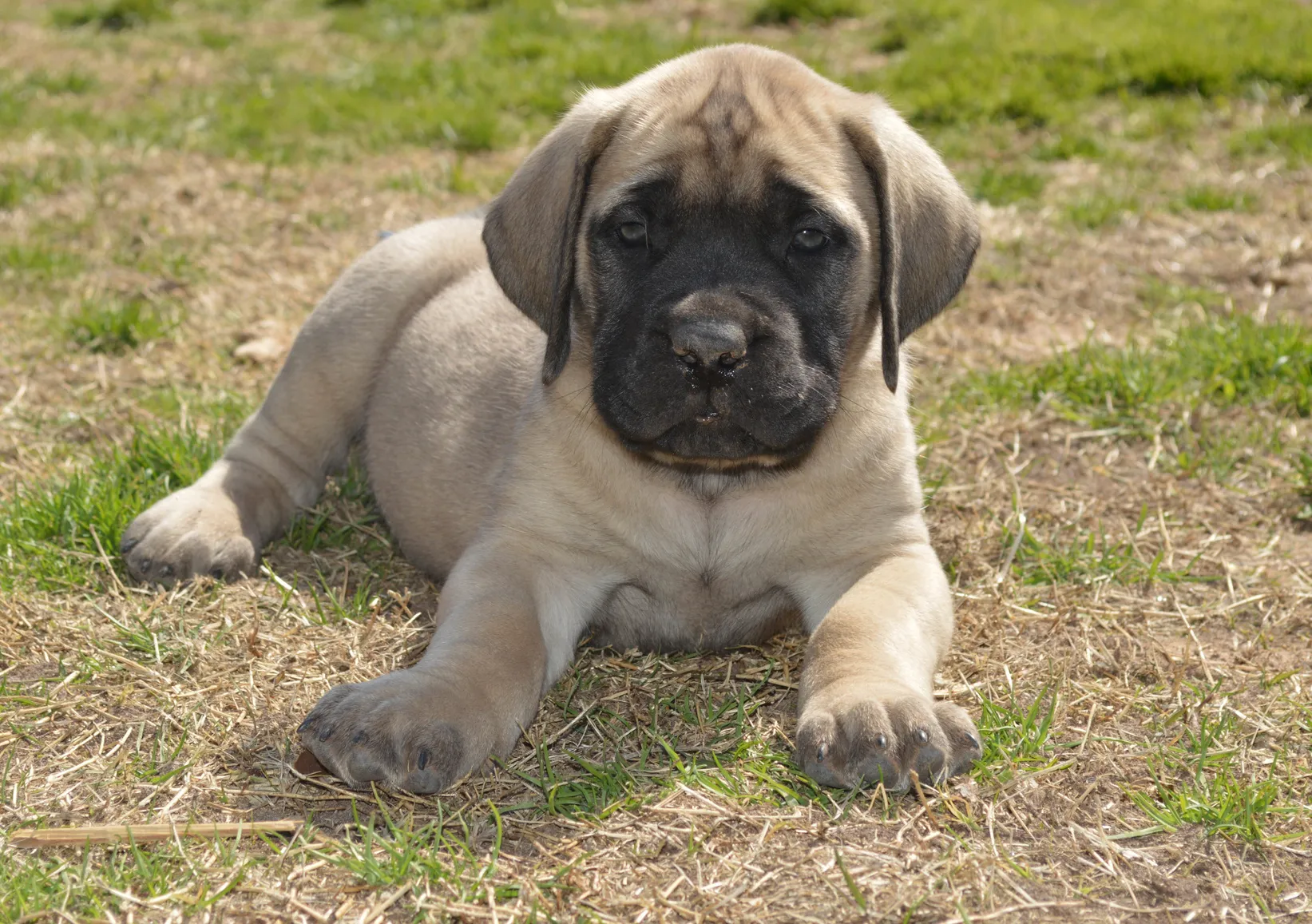 A socialised and trained English Mastiff is relatively easy to care for