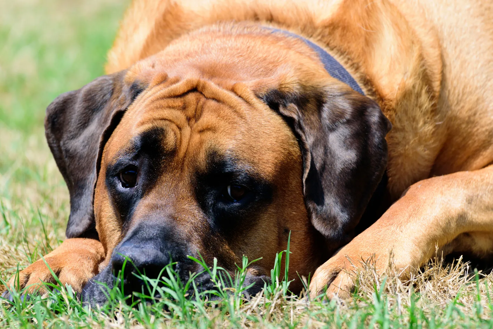 Mastiffs are very affectionate, so training should be given with love and praise