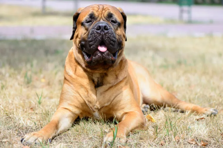 A Bullmastiff can be considered a bandog
