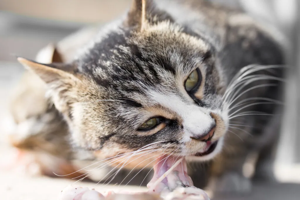 Purr-fect nutrition made easy