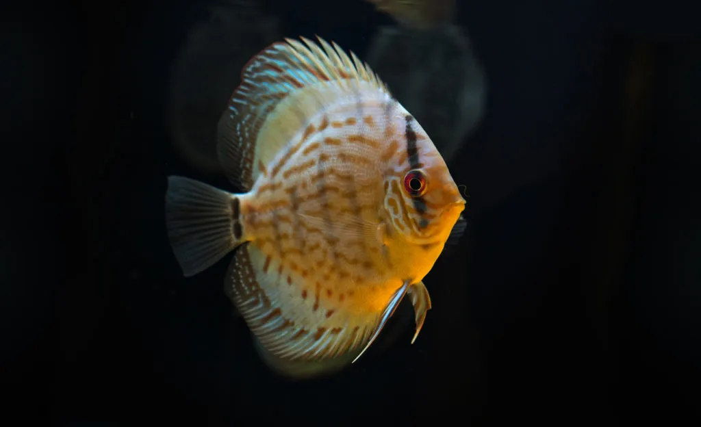 Discus fish thrive in smaller groups of up to eight