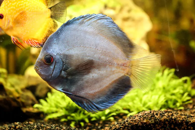 Researchers discovered the first discus fish in Brazil in the 19th century