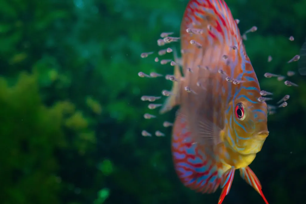 Rainbowfish with a newly hatched fry.