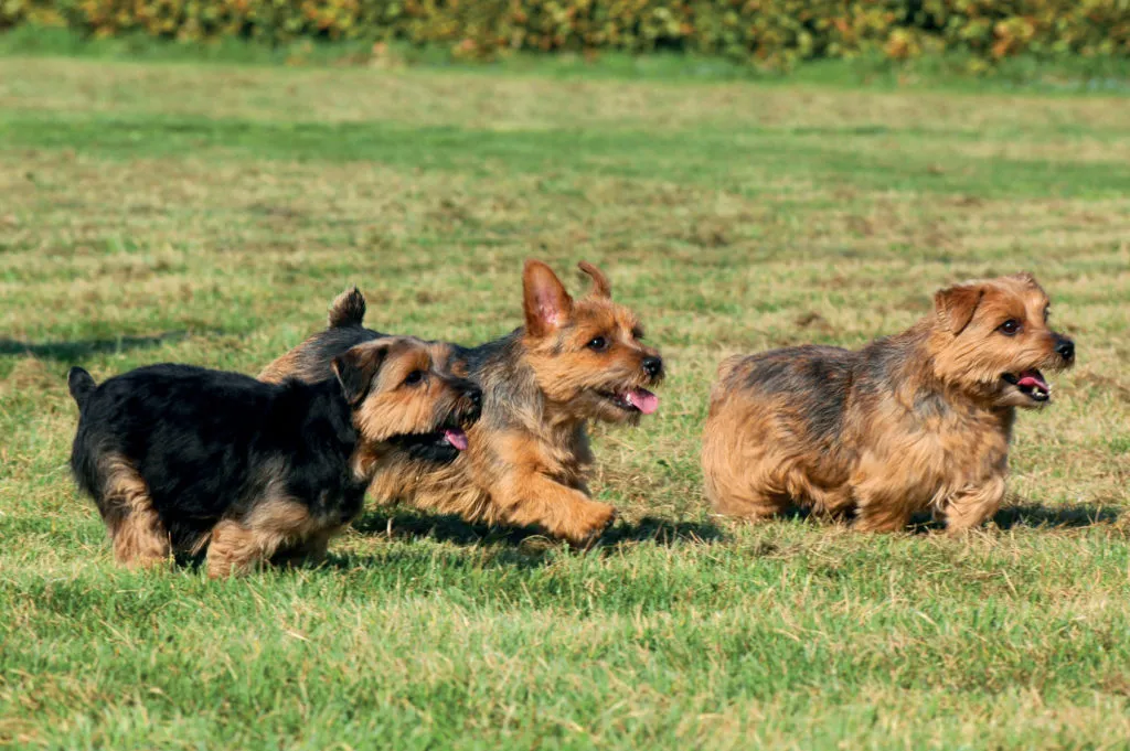 The distinctive feature from the Norwich Terrier is its medium-sized