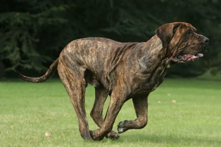 The Fila Brasileiro is a sporty powerhouse and a typical Molosser