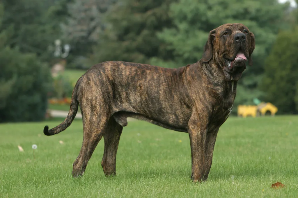 The Fila Brasileiro's short coat should be monochrome or brindle