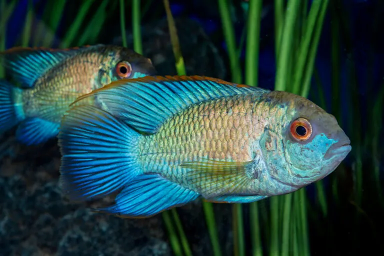 Portrait of cichlid fish in aquarium