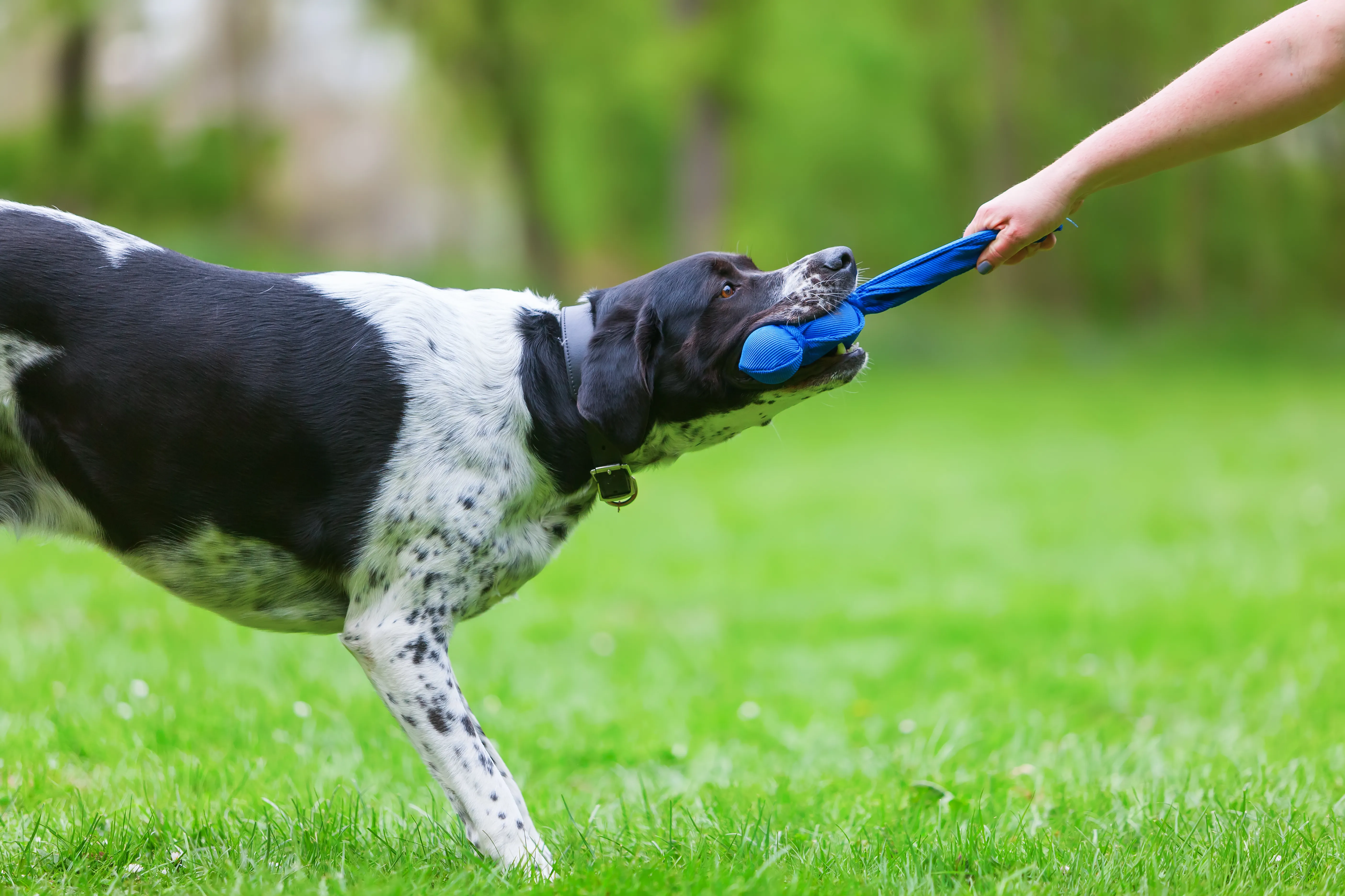 Dog trainers should attend regular training courses