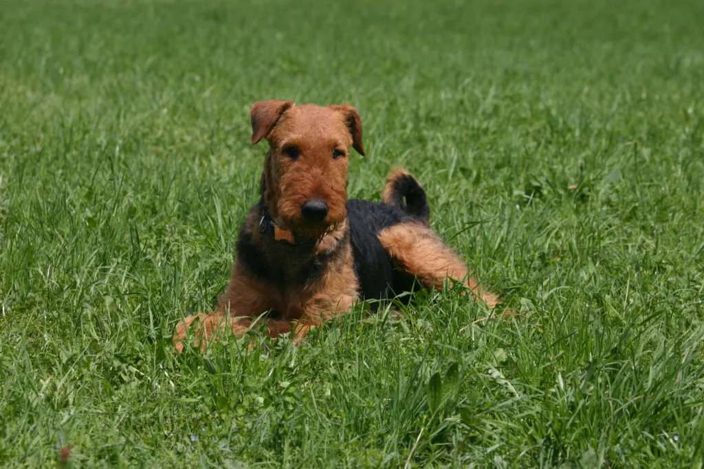 Properly educated and socialized Welsh Terries are obedient dogs