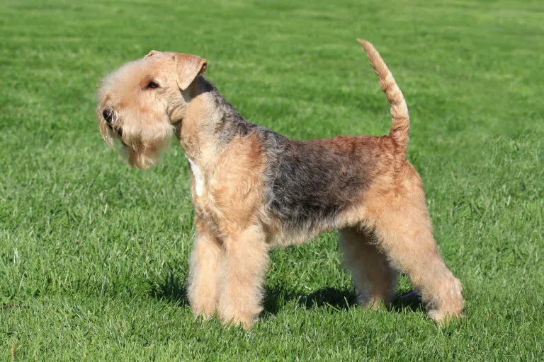 the Lakeland, with a maximum height of 37cm and a weight of about 7kg, is slightly smaller and lighter than the Welsh