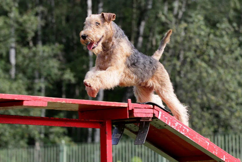 If you own a purebred Lakeland Terrier, you typically don’t need to worry about frequent vet visits