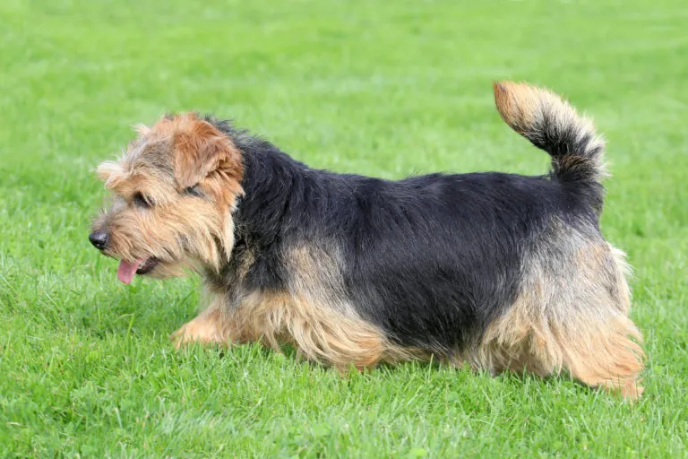 Norfolk Terriers understand commands swiftly and usually submit willingly