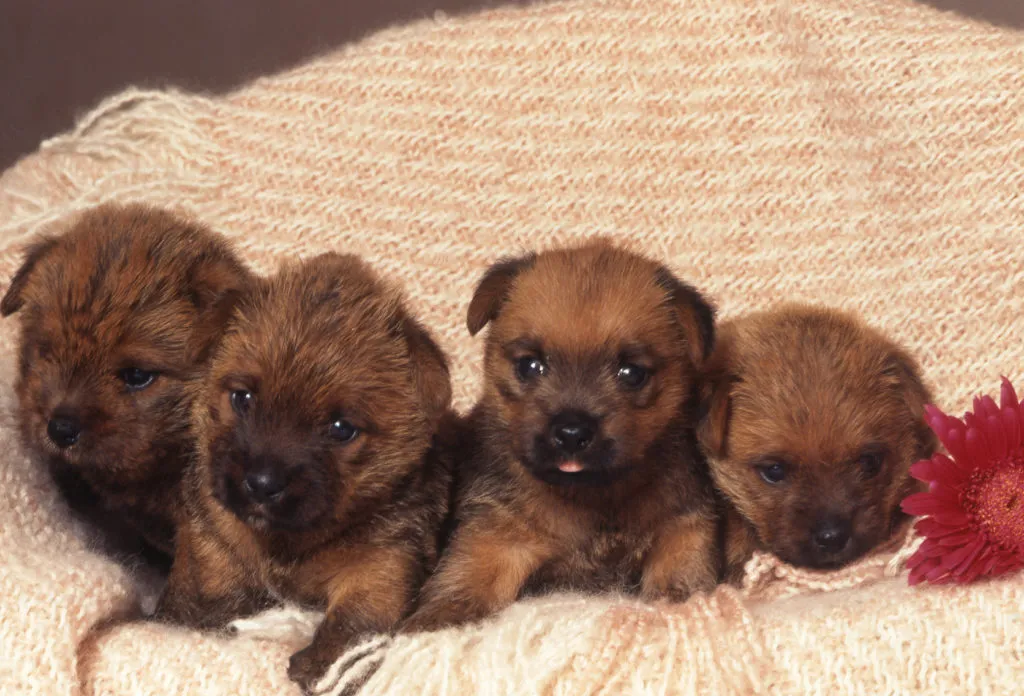 Compared to other Terriers, the Norfolk is a rather rare breed today