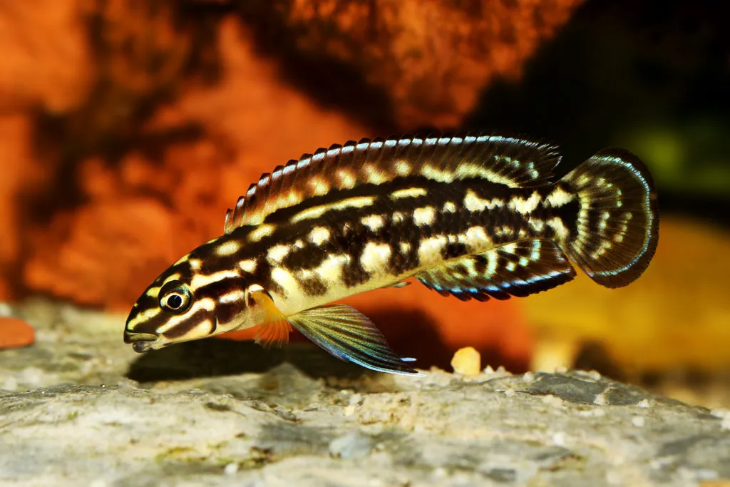 Black and yellow cichlid swimming in a aquarium