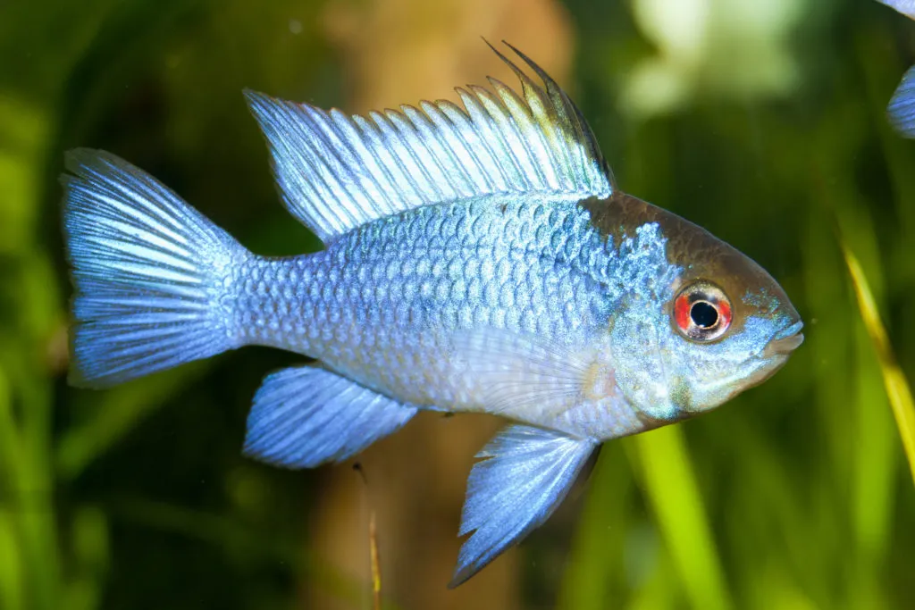 Another found color of the cichlid in an aquarium