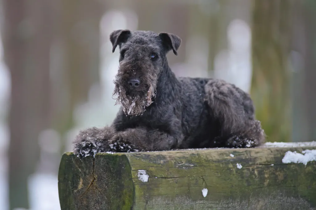 The Lakeland Terrier also has a weakness for hunting
