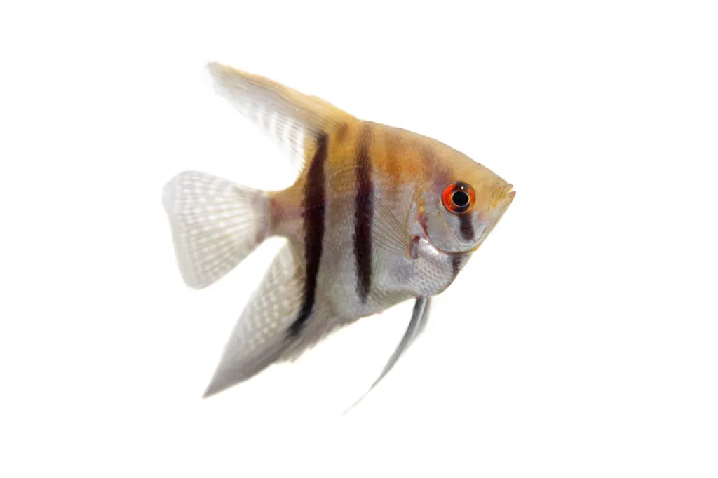 This time an Angelfish to show the difference