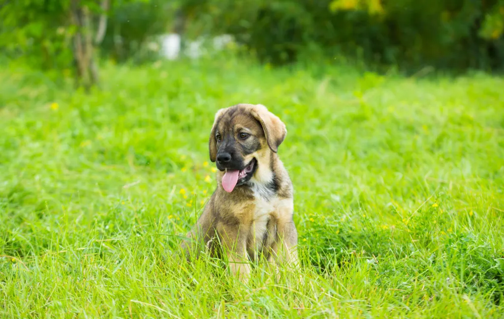 Spanish Mastiff breeding is centered in Spain