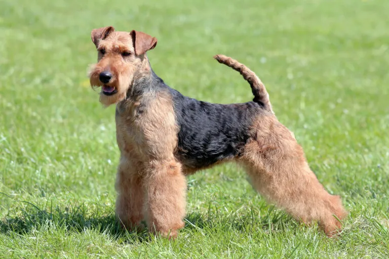 A Welsh Terrier absolutely needs a sporty family