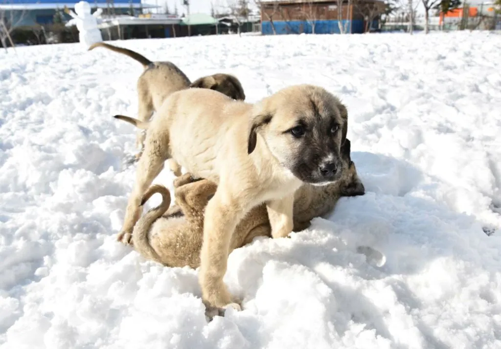 Owners should never underestimate the independence of a Kangal