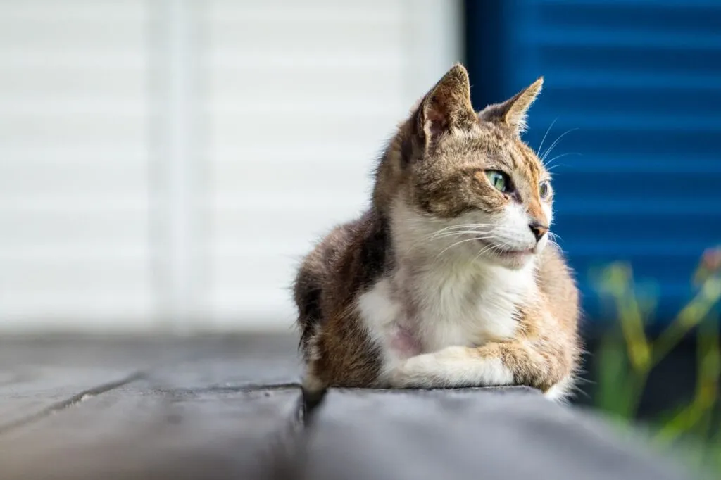Hyperthyroidism in cats often manifests in different symptoms