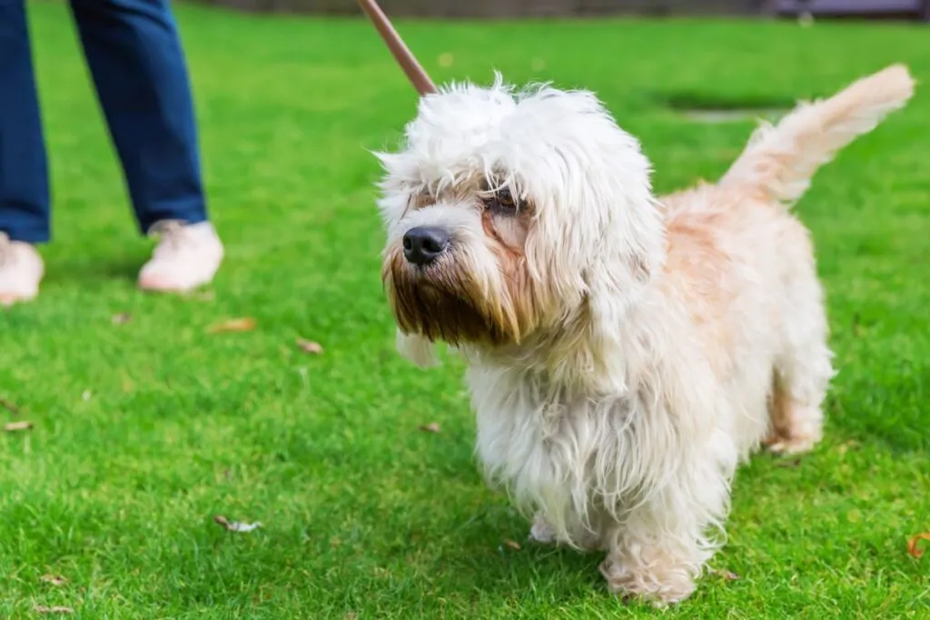 A Dandie Dinmont Terrier, with its weasel-shaped body, short limbs, and signature scruffy topknot