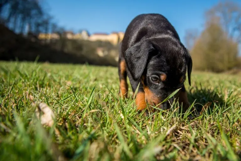 Giardiasis in Dogs