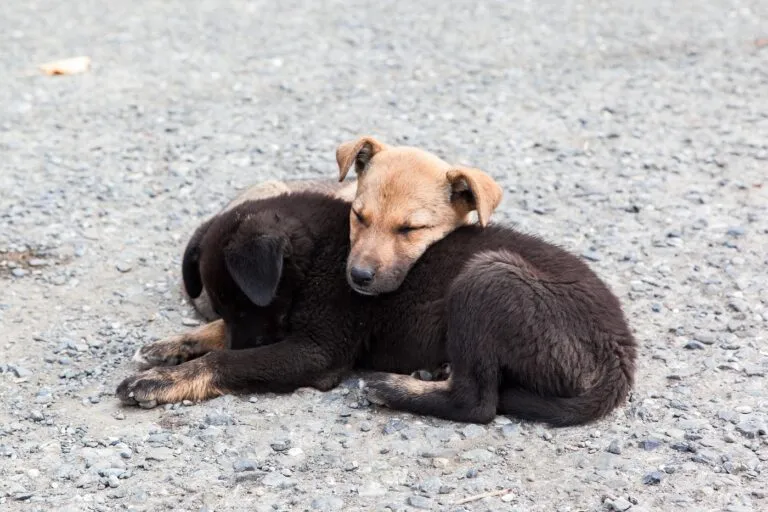 Threadworms in Dogs