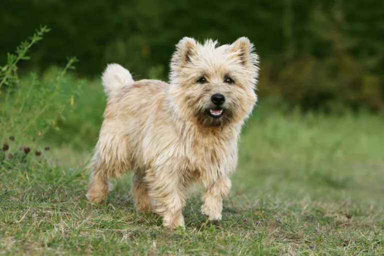 The unspoilt Cairn Terrier is one of the oldest hunting terriers in Scotland