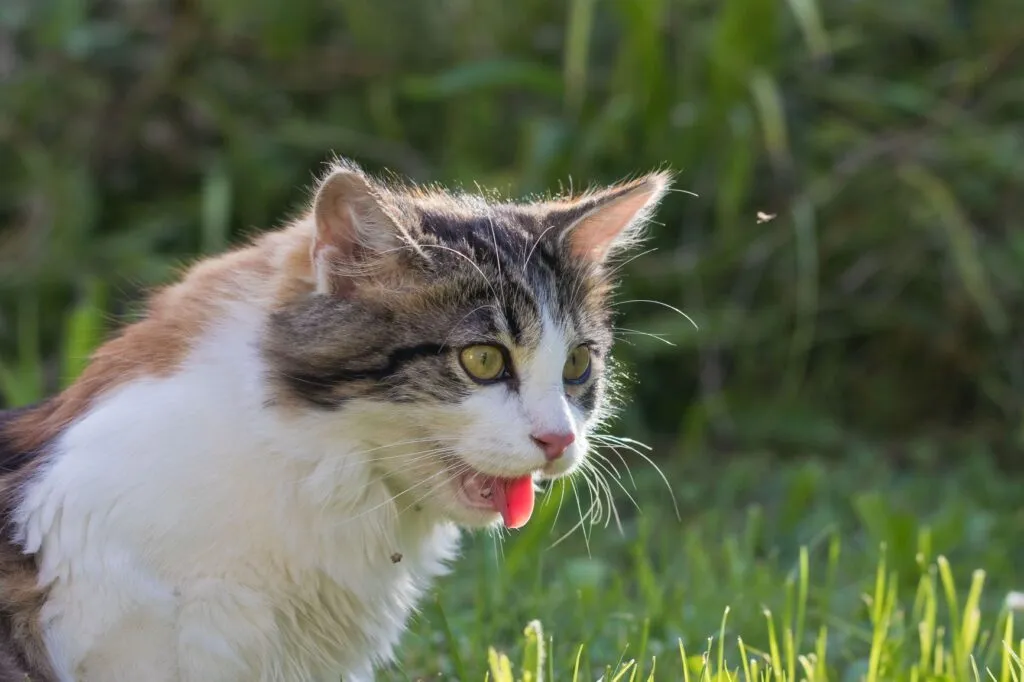 cat with HCM is panting