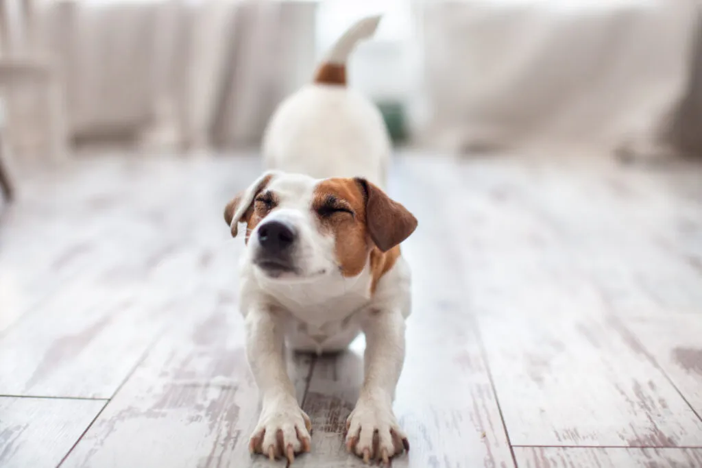 Dog showing the prayer position to relieve pain in the abdomen near the pancreas, with front body lowered and hind legs standing