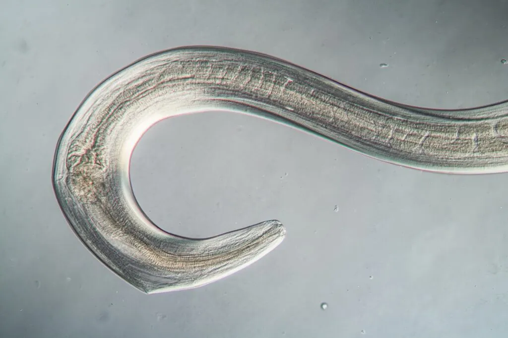 A threadworm under the microscope