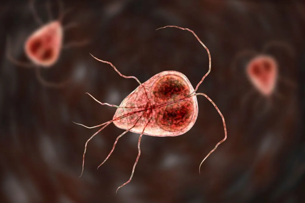 Giardia in Dogs Explained Visually