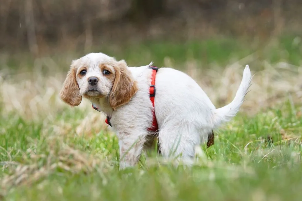Giardia in dogs