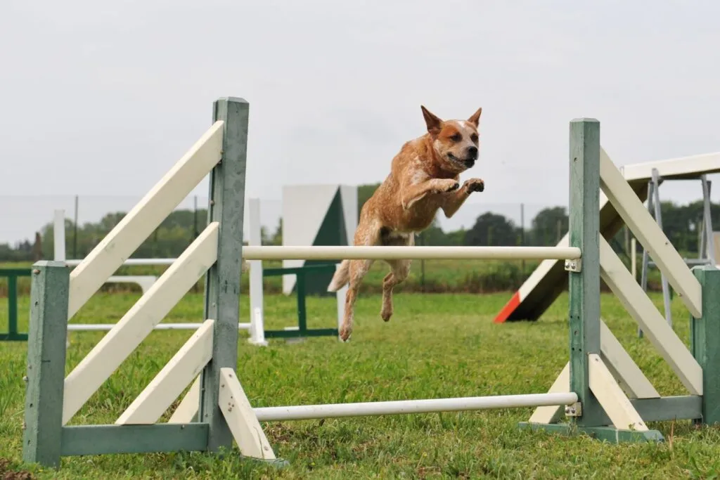 Australian Cattle Dog thrives with structured activity, guidance, and is a loyal companion for dedicated, well-informed owners