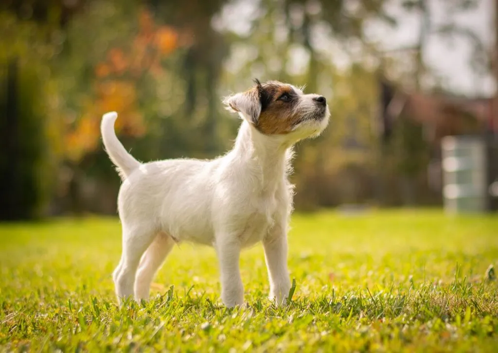 Parson Russell Terrier showing its energy and love for outdoor activity